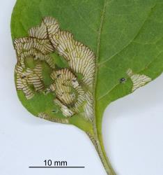 Leaf of Solanum nigrum (Solanaceae) with feeding damage by larvae of Hadda beetle, Epilachna vigintioctopunctata (Cleoptera: Coccinellidae). Creator: Nicholas A. Martin. © Plant & Food Research. [Image: 2AA2]