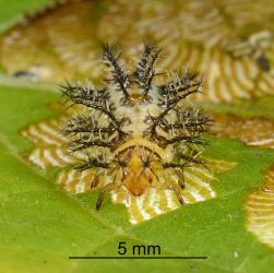 Mature larva of Hadda beetle, Epilachna vigintioctopunctata (Cleoptera: Coccinellidae) feeding on leaf. Creator: Nicholas A. Martin. © Plant & Food Research. [Image: 2AA3]