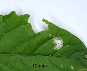 Hadda beetle, Epilachna vigintioctopunctata (Cleoptera: Coccinellidae) feeding on leaf of Solanum nigrum (Solanaceae). Creator: Nicholas A. Martin. © Plant & Food Research. [Image: 2AA4]
