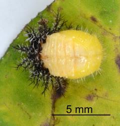 Just moulted pupa of Hadda beetle, Epilachna vigintioctopunctata (Cleoptera: Coccinellidae), note the moulted larval skin. Creator: Nicholas A. Martin. © Plant & Food Research. [Image: 2AA5]