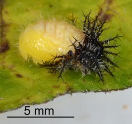 Just moulted pupa of Hadda beetle, Epilachna vigintioctopunctata (Cleoptera: Coccinellidae), note the moulted larval skin. Creator: Nicholas A. Martin. © Plant & Food Research. [Image: 2AA6]