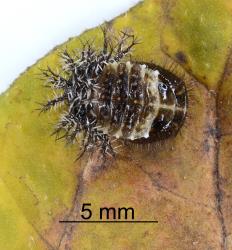 Pupa of Hadda beetle, Epilachna vigintioctopunctata (Cleoptera: Coccinellidae), note the moulted larval skin. Creator: Nicholas A. Martin. © Plant & Food Research. [Image: 2AA7]