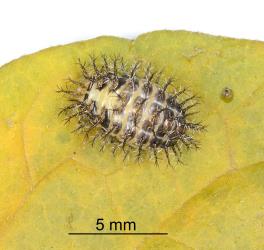 Prepupal larva of Hadda beetle, Epilachna vigintioctopunctata (Cleoptera: Coccinellidae). Creator: Nicholas A. Martin. © Plant & Food Research. [Image: 2AAA]