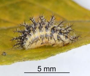 Prepupal larva of Hadda beetle, Epilachna vigintioctopunctata (Cleoptera: Coccinellidae). Creator: Nicholas A. Martin. © Plant & Food Research. [Image: 2AAB]