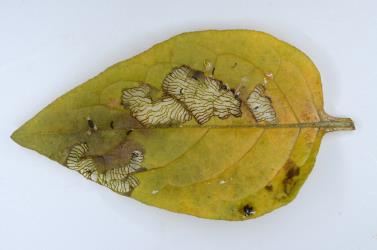 Leaf of Solanum nigrum (Solanaceae) with feeding damage and faeces of larvae of Hadda beetle, Epilachna vigintioctopunctata (Cleoptera: Coccinellidae). Creator: Nicholas A. Martin. © Plant & Food Research. [Image: 2AAC]