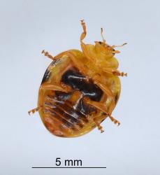 Underside of an adult of Hadda beetle, Epilachna vigintioctopunctata (Cleoptera: Coccinellidae). Creator: Nicholas A. Martin. © Plant & Food Research. [Image: 2AAD]