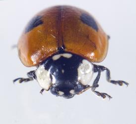 Front view of adult two-spotted ladybird, Adalia bipunctata (Coleoptera: Coccinellidae). © Plant & Food Research. [Image: 2AAZ]