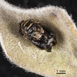 Moulted skin of pupa of two-spotted ladybird, Adalia bipunctata (Coleoptera: Coccinellidae). Creator: Tim Holmes. © Plant & Food Research. [Image: 2AB0]