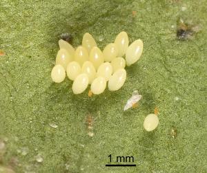 Eggs of adult two-spotted ladybird, Adalia bipunctata (Coleoptera: Coccinellidae). Creator: Tim Holmes. © Plant & Food Research. [Image: 2AB2]