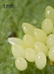 Eggs of adult two-spotted ladybird, Adalia bipunctata (Coleoptera: Coccinellidae). Creator: Tim Holmes. © Plant & Food Research. [Image: 2AB3]