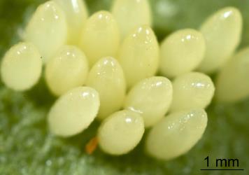 Eggs of adult two-spotted ladybird, Adalia bipunctata (Coleoptera: Coccinellidae). Creator: Tim Holmes. © Plant & Food Research. [Image: 2AB4]