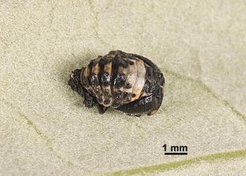 Pupa of two-spotted ladybird, Adalia bipunctata (Coleoptera: Coccinellidae), note the moulted larval skin at the base of the abdomen. Creator: Tim Holmes. © Plant & Food Research. [Image: 2AB5]