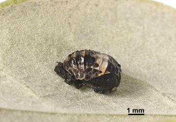 Pupa of two-spotted ladybird, Adalia bipunctata (Coleoptera: Coccinellidae), note the moulted larval skin at the base of the abdomen. Creator: Tim Holmes. © Plant & Food Research. [Image: 2AB6]