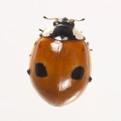 Adult two-spotted ladybird, Adalia bipunctata (Coleoptera: Coccinellidae), about 5 mm long. Creator: Tim Holmes. © Plant & Food Research. [Image: 2AB9]