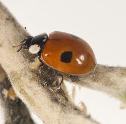 Side view of adult two-spotted ladybird, Adalia bipunctata (Coleoptera: Coccinellidae). Creator: Tim Holmes. © Plant & Food Research. [Image: 2ABA]