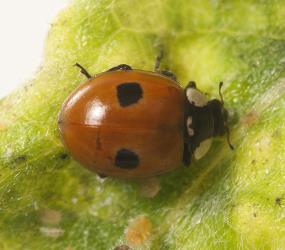 Adult two-spotted ladybird, Adalia bipunctata (Coleoptera: Coccinellidae). Creator: Tim Holmes. © Plant & Food Research. [Image: 2ABB]