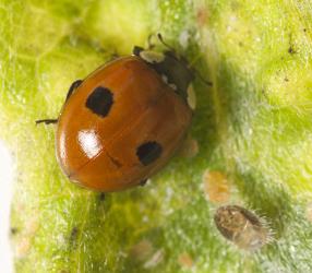Adult two-spotted ladybird, Adalia bipunctata (Coleoptera: Coccinellidae). Creator: Tim Holmes. © Plant & Food Research. [Image: 2ABC]