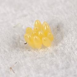 Eggs of two-spotted ladybird, Adalia bipunctata (Coleoptera: Coccinellidae). Creator: Tim Holmes. © Plant & Food Research. [Image: 2ABH]