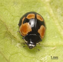 Dark form of an adult two-spotted ladybird, Adalia bipunctata (Coleoptera: Coccinellidae). Creator: Tim Holmes. © Plant & Food Research. [Image: 2ABP]