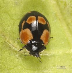 Adult dark form of two-spotted ladybird, Adalia bipunctata (Coleoptera: Coccinellidae). Creator: Tim Holmes. © Plant & Food Research. [Image: 2ABQ]