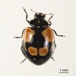 Dark form of an adult two-spotted ladybird, Adalia bipunctata (Coleoptera: Coccinellidae). Creator: Tim Holmes. © Plant & Food Research. [Image: 2ABT]
