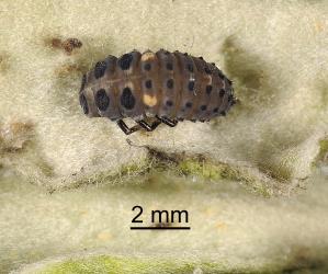 Prepupal larva of two-spotted ladybird, Adalia bipunctata (Coleoptera: Coccinellidae). Creator: Tim Holmes. © Plant & Food Research. [Image: 2ABU]