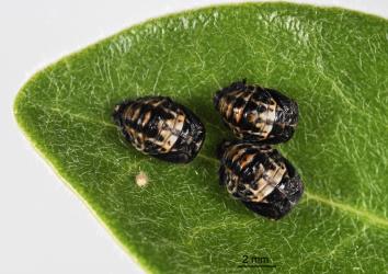 Three pupa of two-spotted ladybird, Adalia bipunctata (Coleoptera: Coccinellidae). Creator: Tim Holmes. © Plant & Food Research. [Image: 2AC1]