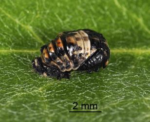 Side view of pupa of two-spotted ladybird, Adalia bipunctata (Coleoptera: Coccinellidae). Creator: Tim Holmes. © Plant & Food Research. [Image: 2AC2]