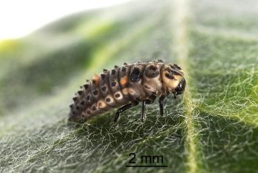 Side view of larva of two-spotted ladybird, Adalia bipunctata (Coleoptera: Coccinellidae). Creator: Tim Holmes. © Plant & Food Research. [Image: 2AC7]