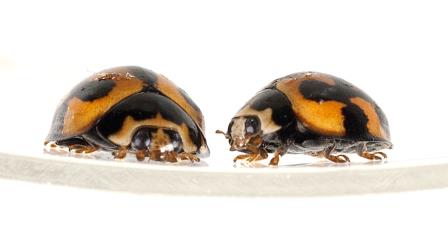 Two adult variable ladybird, Coelophora inaequalis (Coleoptera: Coccinellidae). Creator: Tim Holmes. © Plant & Food Research. [Image: 2AC8]