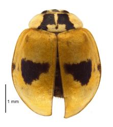 Pale form of adult two-spotted ladybird, Adalia bipunctata (Coleoptera: Coccinellidae), dead specimen. Creator: Birgit E Rhode. © Landcare Research. [Image: 2ACD]