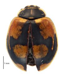 Dark form of an adult two-spotted ladybird, Adalia bipunctata (Coleoptera: Coccinellidae), dead specimen. Creator: Birgit E Rhode. © Landcare Research. [Image: 2ACF]