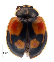 Dark form of an adult two-spotted ladybird, Adalia bipunctata (Coleoptera: Coccinellidae), dead specimen. Creator: Birgit E Rhode. © Landcare Research. [Image: 2ACG]