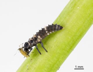 Larva of variable ladybird, Coelophora inaequalis (Coleoptera: Coccinellidae), feeding on aphids. Creator: Tim Holmes. © Plant & Food Research. [Image: 2AKN]