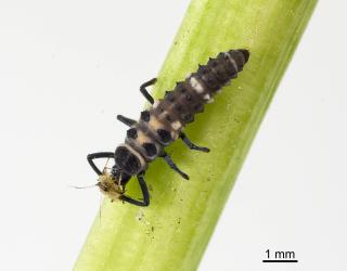 Larva of variable ladybird, Coelophora inaequalis (Coleoptera: Coccinellidae), feeding on aphids. Creator: Tim Holmes. © Plant & Food Research. [Image: 2AKP]