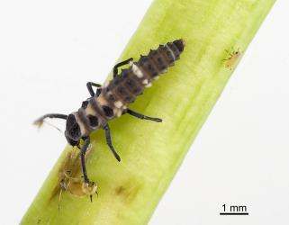 Larva of variable ladybird, Coelophora inaequalis (Coleoptera: Coccinellidae), feeding on aphids. Creator: Tim Holmes. © Plant & Food Research. [Image: 2AKQ]