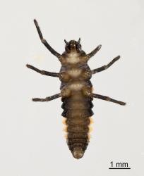 Larva of variable ladybird, Coelophora inaequalis (Coleoptera: Coccinellidae), from below. Creator: Tim Holmes. © Plant & Food Research. [Image: 2AKR]