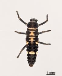 Larva of variable ladybird, Coelophora inaequalis (Coleoptera: Coccinellidae), from above. Creator: Tim Holmes. © Plant & Food Research. [Image: 2AKS]