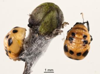 Two pupae of variable ladybird, Coelophora inaequalis (Coleoptera: Coccinellidae), from the top (right) and side. Creator: Tim Holmes. © Plant & Food Research. [Image: 2AKT]