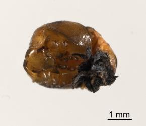 Pupae of variable ladybird, Coelophora inaequalis (Coleoptera: Coccinellidae), from the underside with the moulted larvae skin at the base of the abdomen (right). Creator: Tim Holmes. © Plant & Food Research. [Image: 2AKU]