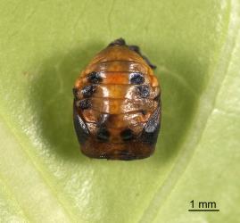 Pupae of variable ladybird, Coelophora inaequalis (Coleoptera: Coccinellidae). Creator: Tim Holmes. © Plant & Food Research. [Image: 2AKV]