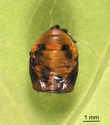 Pupae of variable ladybird, Coelophora inaequalis (Coleoptera: Coccinellidae). Creator: Tim Holmes. © Plant & Food Research. [Image: 2AKW]