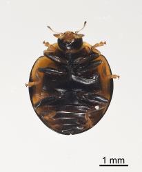 Underside of adult variable ladybird, Coelophora inaequalis (Coleoptera: Coccinellidae). Creator: Tim Holmes. © Plant & Food Research. [Image: 2AKX]