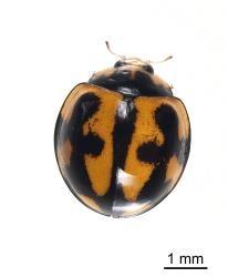 Adult variable ladybird, Coelophora inaequalis (Coleoptera: Coccinellidae), about 5 mm long. Creator: Tim Holmes. © Plant & Food Research. [Image: 2AKY]