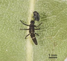 Larva of variable ladybird, Coelophora inaequalis (Coleoptera: Coccinellidae), early instar with moulted skin. Creator: Tim Holmes. © Plant & Food Research. [Image: 2AKZ]