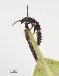 Larva of variable ladybird, Coelophora inaequalis (Coleoptera: Coccinellidae), from the side showing the anal sucker on the leaf stalk. Creator: Tim Holmes. © Plant & Food Research. [Image: 2AL0]