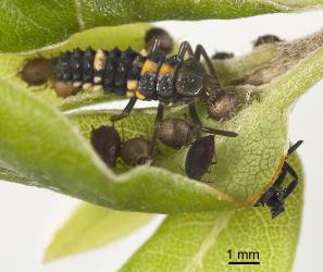 Larva of variable ladybird, Coelophora inaequalis (Coleoptera: Coccinellidae), late instar in an aphid colony. Creator: Tim Holmes. © Plant & Food Research. [Image: 2AL2]