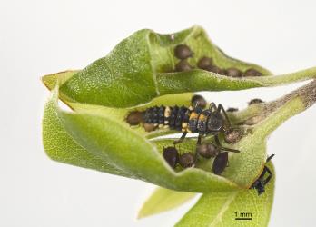 Larva of variable ladybird, Coelophora inaequalis (Coleoptera: Coccinellidae), in an aphid colony. Creator: Tim Holmes. © Plant & Food Research. [Image: 2AL3]