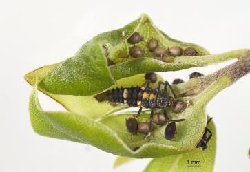 Larva of variable ladybird, Coelophora inaequalis (Coleoptera: Coccinellidae), in an aphid colony. Creator: Tim Holmes. © Plant & Food Research. [Image: 2AL4]