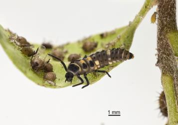 Larva of variable ladybird, Coelophora inaequalis (Coleoptera: Coccinellidae), in an aphid colony. Creator: Tim Holmes. © Plant & Food Research. [Image: 2AL5]